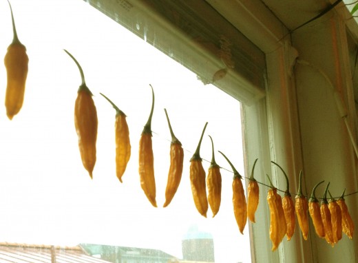 Chili